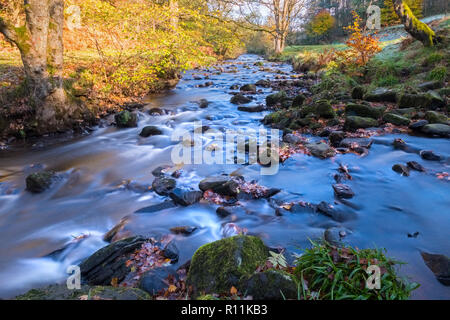 Den Fluss Dane im Herbst. Der Fluss fließt durch Gradbach in der Staffordshire Moorlands Bereich des Peak District National Park, Großbritannien Stockfoto