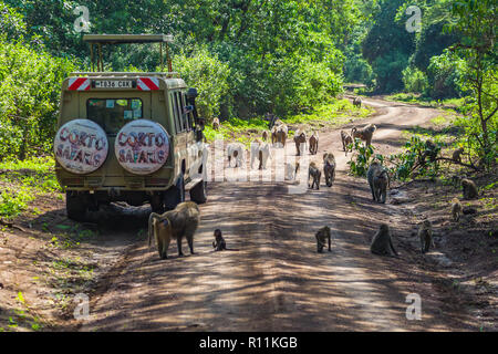 Arusha, Tansania - Januar 24, 2018 - Safari im Lake Manyara National Park. Lake Manyara National Park ist ein Nationalpark in Tansania Stockfoto