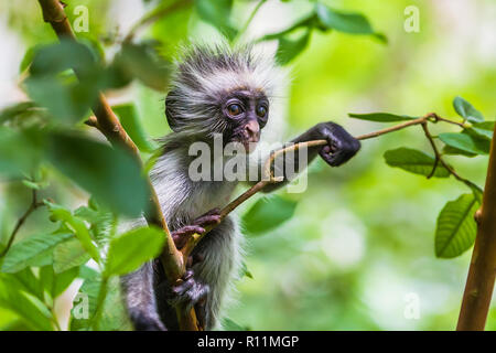 Sansibar Red Colobus Monkey. Zazibar, Tansania. Stockfoto