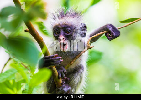 Sansibar Red Colobus Monkey. Zazibar, Tansania. Stockfoto