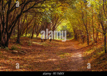 Eine sonnige Tunnel unter der gelben herbstliche Bäume Stockfoto