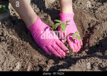 Nähe zu Händen von Frau Gärtner pflanzt Tomaten Keimlinge in den Boden der Garten. Anbau von Gemüse Stockfoto