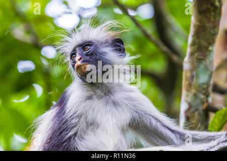 Sansibar Red Colobus Monkey. Zazibar, Tansania. Stockfoto