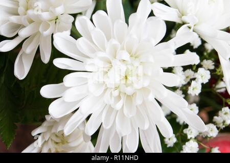 Chrysanthemen, manchmal auch die Mütter oder chrysanths, blühenden Pflanzen der Gattung Chrysanthemumin der Familie der Asteraceae. Sie sind beheimatet in Asien Stockfoto