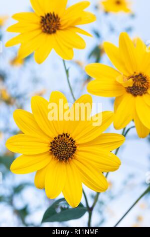 Helianthus tuberosus ist eine mehrjährige krautige Pflanze, die auf 1. 5 - 3 m hoch, mit gegenüberliegenden Blätter auf dem oberen Teil der Stammzellen aber alternative unten. Stockfoto