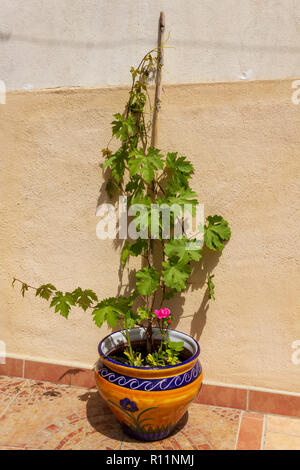 Vitis vinifera, Weinrebe in einem bunten Pflanzmaschine Stockfoto