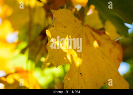 Schöne makro Herbst Bild - gelbe Blätter, warmen Farben, sanfter verschwommenen Hintergrund, die Sonne scheint durch - die Schönheit der Fallen Stockfoto