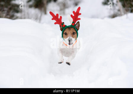 Hund tragen Geweihe von Weihnachten Rentier spielt in tiefem Schnee Stockfoto