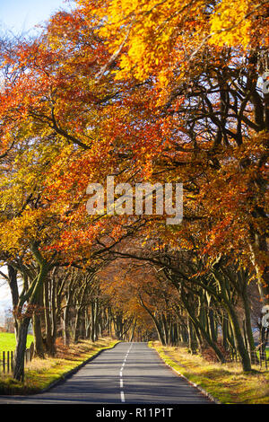 Einen schönen, mit Bäumen gesäumten Straße in der Nähe von Bathgate West Lothian Schottland im Herbst. Stockfoto