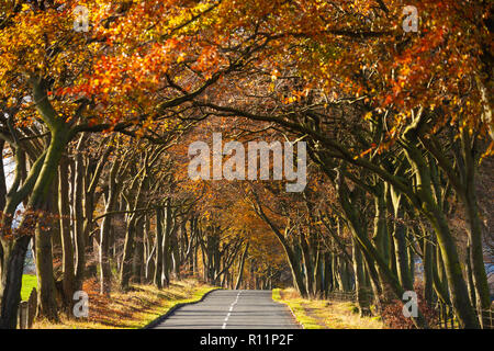 Einen schönen, mit Bäumen gesäumten Straße in der Nähe von Bathgate West Lothian Schottland im Herbst. Stockfoto