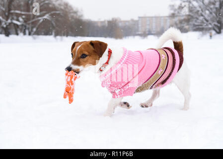 Hund das Tragen modischer Kleidung und Kragen spielen mit Spielzeug auf Schnee mit schönen Wintertag Stockfoto