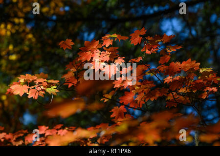 Weinstock Ahorn im Herbst; North Fork Trail; Willamette National Forest, Oregon. Stockfoto