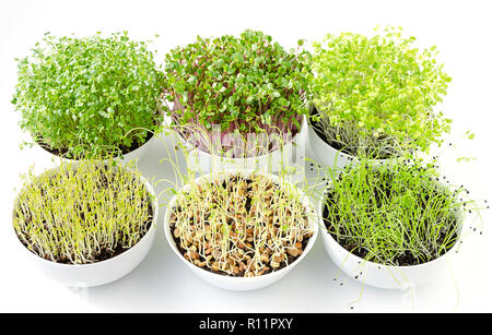 Sechs microgreens sprießen in weißen Schalen, von oben. Triebe von Kale, Radieschen, Chinakohl, Linsen und Knoblauch in Topferde umsetzen. Sprossen. Stockfoto