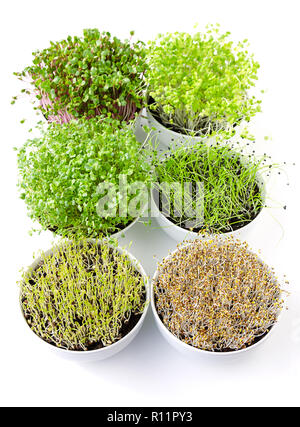 Sechs microgreens in weißen Schalen, senkrecht. Triebe Keimen, Radieschen, Chinakohl, Grünkohl, Knoblauch, Linsen und Alfalfa in Topferde umsetzen. Stockfoto