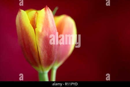 Gelbe und rote Tulpe Nahaufnahme mit selektiven Feld fotografiert und sehr geringe Tiefenschärfe auf einer unscharfen dunklen roten Hintergrund. Stockfoto