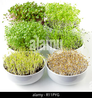 Microgreens sprießen in weißen Schalen, senkrecht. Triebe, Radieschen, Chinakohl, Grünkohl, Knoblauch, Linsen und Alfalfa in Topferde umsetzen. Sprossen. Stockfoto