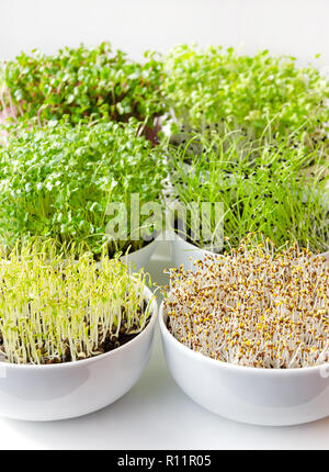 Microgreens in weißen Schalen, Vertikal, Nahaufnahme. Triebe, Radieschen, Chinakohl, Grünkohl, Knoblauch, Linsen und Alfalfa in Topferde umsetzen. Sprossen. Stockfoto