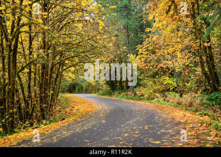 Herbst Farbe auf der West Cascades Scenic Byway, Willamette National Forest, Oregon. Stockfoto