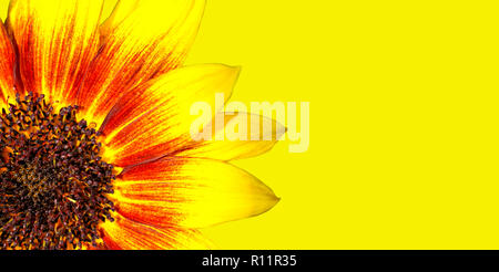 Orange, rote und gelbe Flamme Sonnenblume Makro Foto mit herrlichem intensiv leuchtenden Farben gegen eine intensive leuchtend gelben Hintergrund. Stockfoto