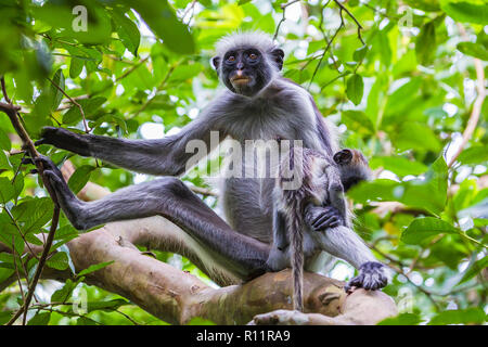 Sansibar Red Colobus Monkey. Zazibar, Tansania. Stockfoto