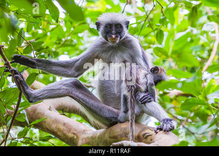 Sansibar Red Colobus Monkey. Zazibar, Tansania. Stockfoto