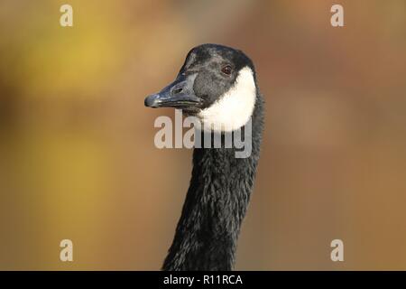 Eine Kanadagans Branta canadensis schließen bis auf den Kopf im Herbst Stockfoto