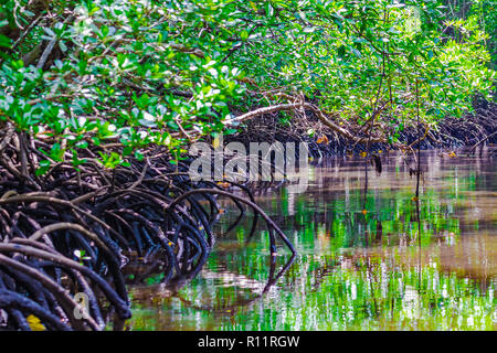 Mangrovenwälder in den Jozani Chwaka Bay National Park, Sansibar, Tansania. Stockfoto