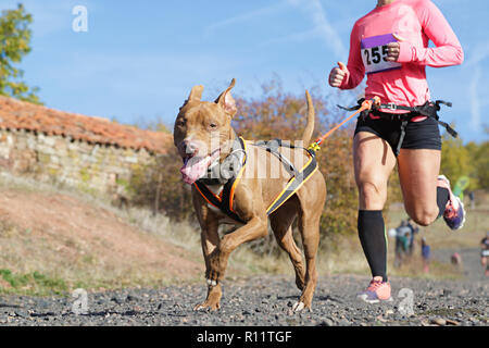 Hund und Frau, die an einer beliebten canicross Rennen Stockfoto