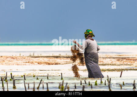 Jambiani, Sansibar, Tansania - Januar 19, 2018: Frau Ernte Seegras auf einem Meer Plantage in traditioneller Kleidung. Stockfoto
