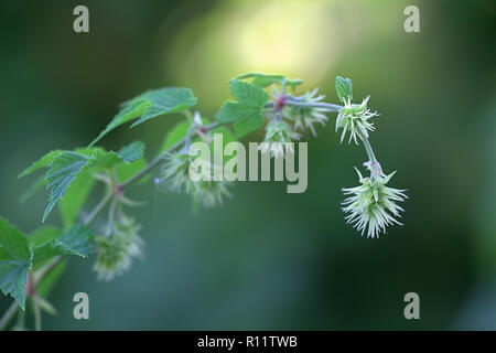 Humulus lupulus, gemeinsame hop Weibliche Blüte Stockfoto