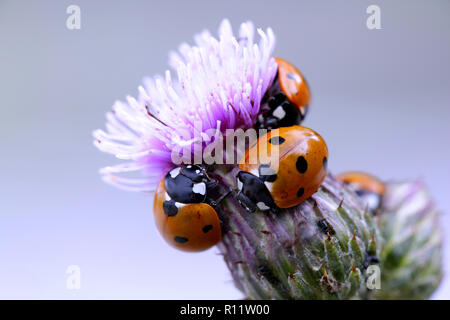 Sieben - beschmutzt, Marienkäfer, Coccinella septempunctata, Jagd auf Blattläuse auf creeping Thistle Stockfoto