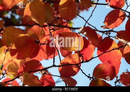Hamamelis x Intermedia 'Orange peel'. Witch hazel 'Orange peel' leaves changing colour in autumn. UK Stockfoto