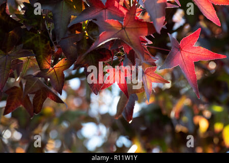 Liquidambar styraciflua 'Worplesdon'. Sweet Gum Baum im Herbst Stockfoto