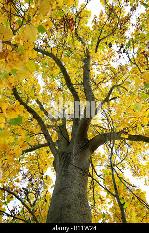 Liriodendron tulipifera fastigiata. Aufrechte Tulip Baum im Herbst Stockfoto