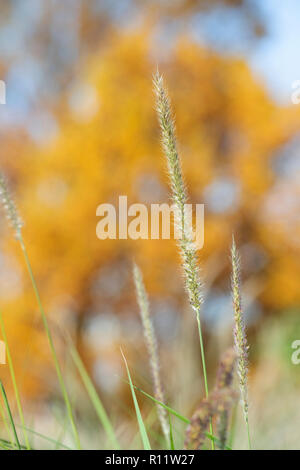 Pennisetum Fairy Tails. Brunnen Grass' Fairy Tails' im Herbst Stockfoto