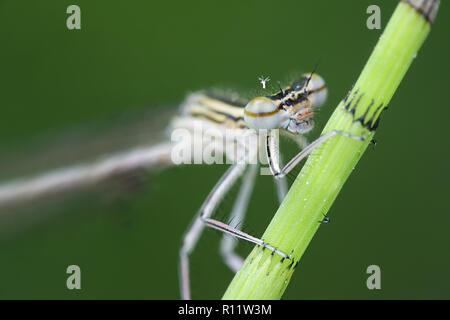 Blau featherleg auch weiße genannt - legged damselfly, Platycnemis pennipes Stockfoto