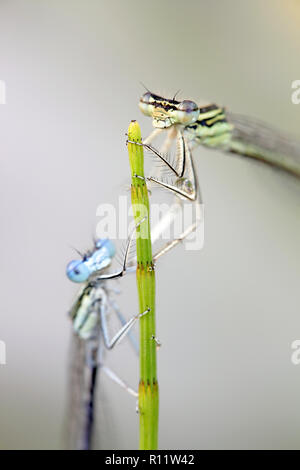 Blau featherleg, auch "white-legged damselfly, Platycnemis pennipes Stockfoto