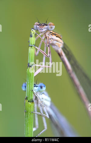 Blau featherleg, auch "white-legged damselfly, Platycnemis pennipes Stockfoto