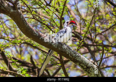 Tansanischen Red-billed hornbill. Der Tarangire National Park, Tansania Stockfoto