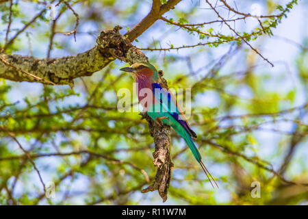 Lilac-breasted Roller. Tarangire Nationalpark, Tansania. Stockfoto