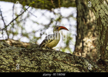 Tansanischen Red-billed hornbill. Der Tarangire National Park, Tansania Stockfoto