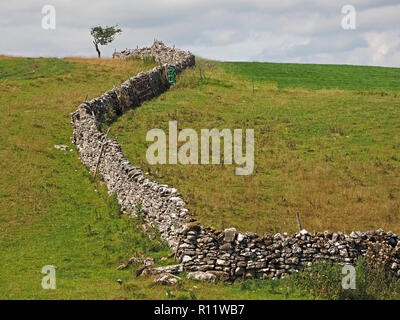 Einsame windswept Weißdorn (Rosa moschata) auf Skyline top mit Wicklung trockenen Steinmauer, die Lead-in von unten rechts Cumbria, England, UK Links Stockfoto