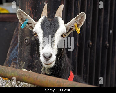 Neugierige schwarze und weiße Zicklein Ziege (Capra aegagrus hircus) mit gelben und blauen Ohrmarken und rotem Kragen schaut neugierig über Zaun in Cumbria, England Großbritannien Stockfoto