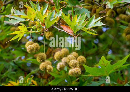 Alte Welt Sycamore/Chennar Baum/Cut blatt Platane Platanus orientalis/Oriental Flugzeug Minarett, Nahaufnahme der Früchte und Blätter im Herbst Stockfoto