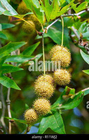 Alte Welt Sycamore/Chennar Baum/Cut blatt Platane Platanus orientalis/Oriental Flugzeug Minarett, Nahaufnahme der Früchte und Blätter im Herbst Stockfoto