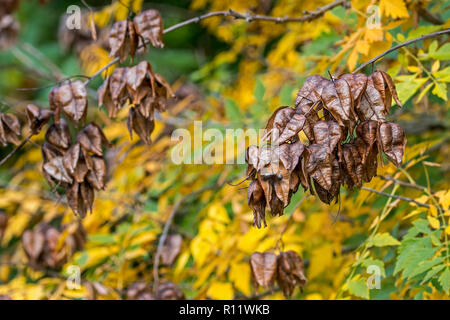 Samenkapseln und Blätter von goldenrain Tree/Stolz von Indien/China tree/Lack Baum (Koelreuteria paniculata) native nach Ostasien, China und Korea Stockfoto