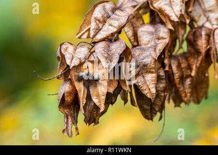 Samenkapseln von goldenrain Tree/Stolz von Indien/China tree/Lack Baum (Koelreuteria paniculata) native nach Ostasien, China und Korea Stockfoto