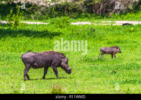 Warzenschweine im Tarangire Nationalpark, Tansania. Stockfoto