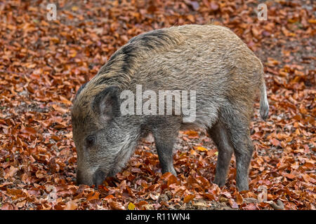 Wildschwein (Sus scrofa) Ferkel Futter im Herbst Wald durch das Graben mit der Schnauze in Blattsänfte auf der Suche nach Buche Muttern in den Ardennen Stockfoto