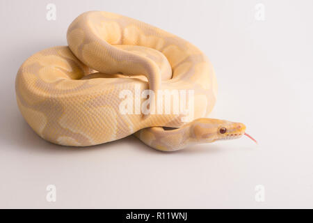 Ball python und weiße studio Hintergrund Stockfoto